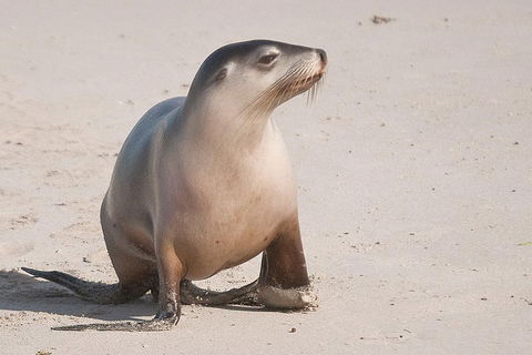 2-Day Kangaroo Island 4WD Small-Group Tour From Adelaide - Mackay Tourism 4