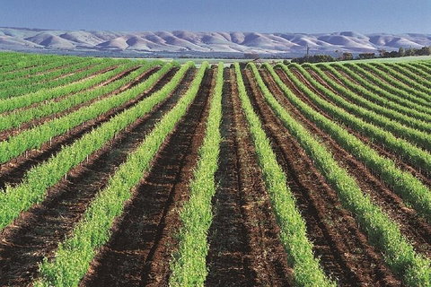 Small Group McLaren Vale And The Cube Experience - Mackay Tourism 4