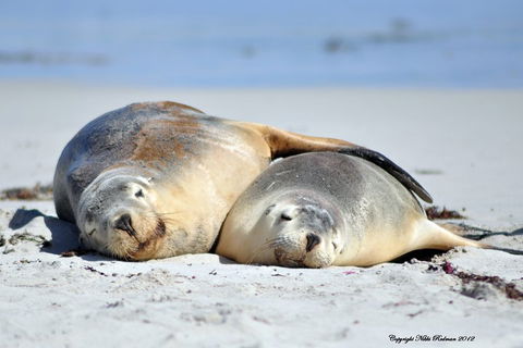 NEW TOUR - Kangaroo Island Road To Recovery Tour (1 Day/1 Night) - Mackay Tourism 1