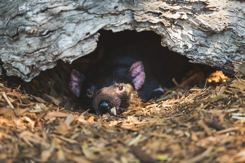 Private Tour: Phillip Island, Penguin Parade And Moonlit Sanctuary Conservation Park From Melbourne - Mackay Tourism 0
