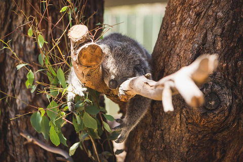 Private Tour: Phillip Island, Penguin Parade And Moonlit Sanctuary Conservation Park From Melbourne - Mackay Tourism 1