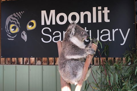 Private Tour: Phillip Island, Penguin Parade And Moonlit Sanctuary Conservation Park From Melbourne - Mackay Tourism 3