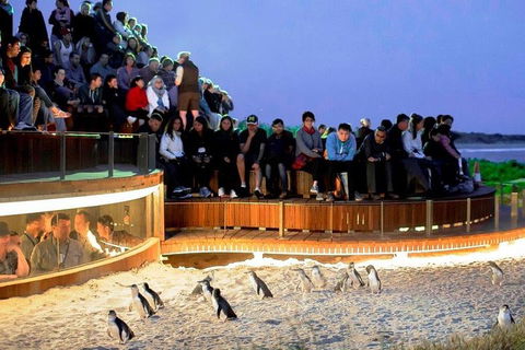 Private Tour: Phillip Island, Penguin Parade And Moonlit Sanctuary Conservation Park From Melbourne - Mackay Tourism 4