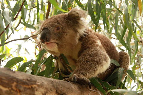 Private Tour: Phillip Island, Penguin Parade And Moonlit Sanctuary Conservation Park From Melbourne - Mackay Tourism 5