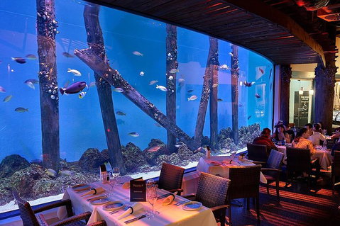 Cairns Aquarium And Small Group City Sightseeing Tour - Mackay Tourism 4