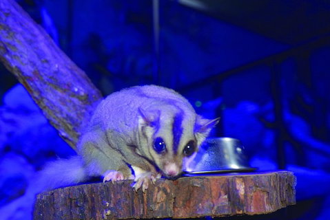 Kuranda Koala Gardens And Birdworld Admission Tickets - Mackay Tourism 1