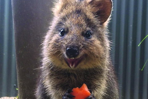 Kuranda Koala Gardens And Birdworld Admission Tickets - Mackay Tourism 2