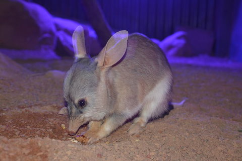 Kuranda Wildlife Experience Three Attraction Pass - Mackay Tourism 0