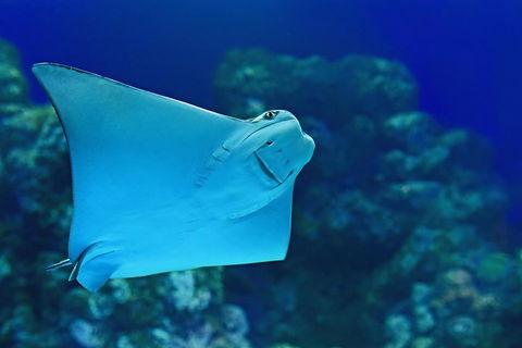 Cairns Aquarium Admission Ticket - Mackay Tourism 2