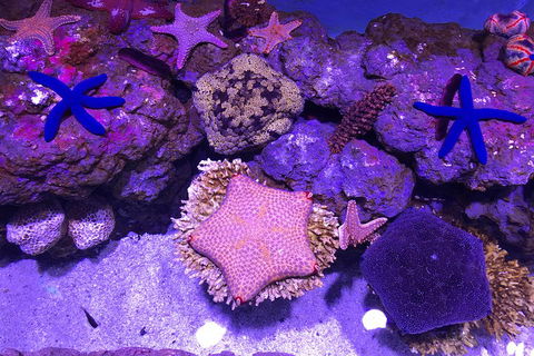 Cairns Aquarium Admission Ticket - Mackay Tourism 5