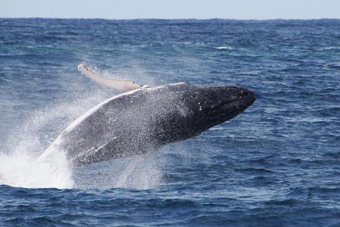 Whale Watching By Sea World Cruises - Mackay Tourism 0