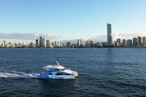 Whale Watching By Sea World Cruises - Mackay Tourism 1