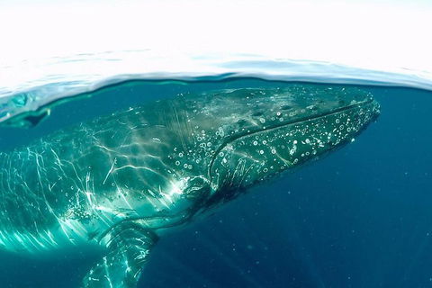 Whale Watching By Sea World Cruises - Mackay Tourism 2