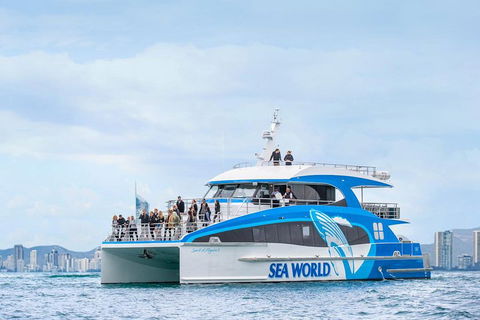 Whale Watching By Sea World Cruises - Mackay Tourism 3