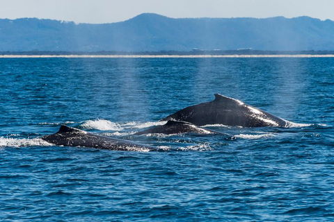 Whale Watching By Sea World Cruises - Mackay Tourism 4