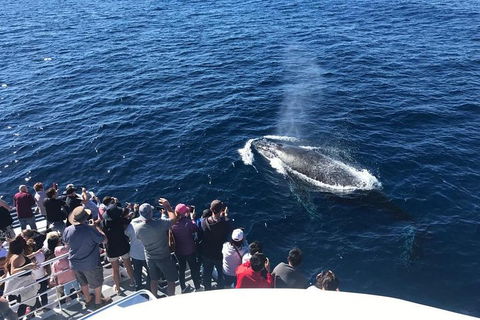 Whale Watching By Sea World Cruises - Mackay Tourism 5