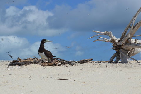 Seastar Luxury Outer Great Barrier Reef Island And Reef Tour From Cairns - Mackay Tourism 1