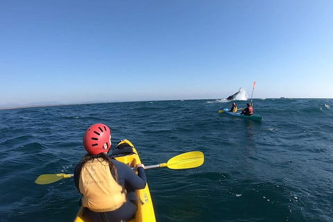 Kayaking With Dolphins In Byron Bay Guided Tour - Mackay Tourism 3