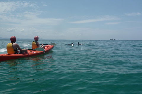 Kayaking With Dolphins In Byron Bay Guided Tour - Mackay Tourism 4