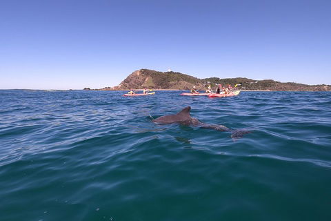 Kayaking With Dolphins In Byron Bay Guided Tour - Mackay Tourism 5