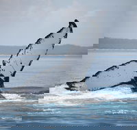Hervey Bay Whale Watching Cruise - Mackay Tourism