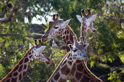 Werribee Open Range Zoo General Admission Ticket - Mackay Tourism 0