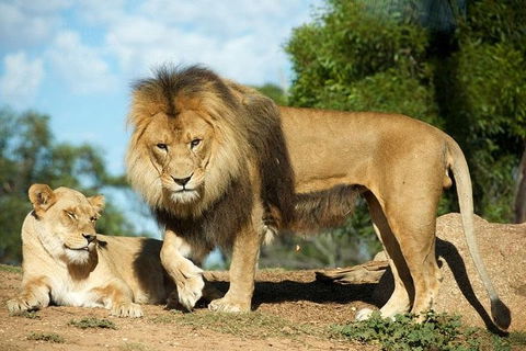 Werribee Open Range Zoo General Admission Ticket - Mackay Tourism 1