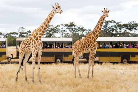 Werribee Open Range Zoo General Admission Ticket - Mackay Tourism 2