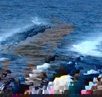 Tangalooma Island Resort Whale Watching Day Cruise - Mackay Tourism
