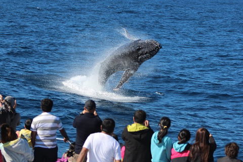 Tangalooma Island Resort Whale Watching Day Cruise With Dolphin Viewing - Mackay Tourism 1