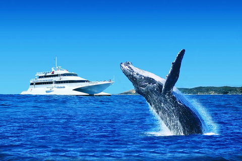 Tangalooma Island Resort Whale Watching Day Cruise With Dolphin Viewing - Mackay Tourism 2