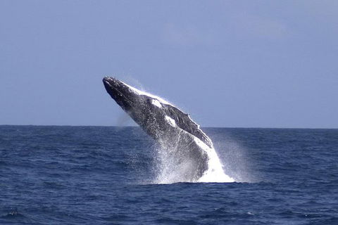 Tangalooma Island Resort Whale Watching Day Cruise With Dolphin Viewing - Mackay Tourism 4