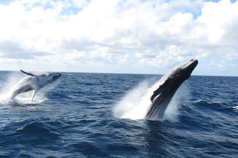Tangalooma Island Resort Whale Watching Day Cruise With Dolphin Feeding - Mackay Tourism 1