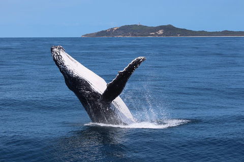Tangalooma Island Resort Whale Watching Day Cruise With Dolphin Feeding - Mackay Tourism 3