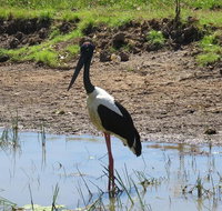 Darwin to Kakadu Day Trip by Air Including Yellow Water Cruise - Mackay Tourism