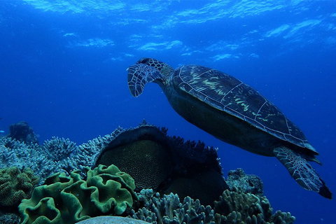 3 Day Whitsundays Sailing And Diving Adventure: Kiana - Mackay Tourism 2