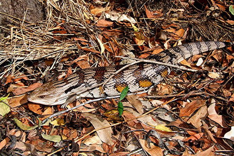 Hartley's Crocodile Adventures General Entry Ticket - Mackay Tourism 5