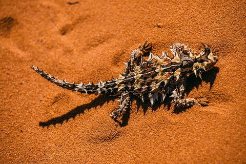 Pinnacles Sunset Dinner And Stargazing Experience A Small Group Tour - Mackay Tourism 5