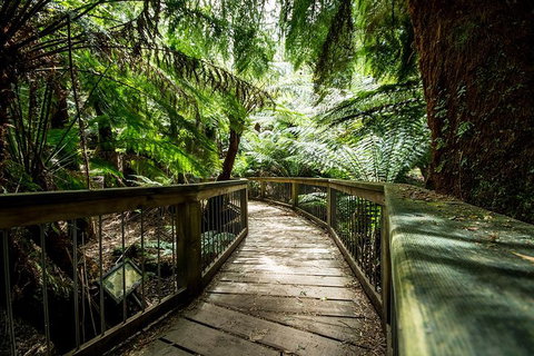 12 Apostles Eco-Friendly Great Ocean Road Iconic Adventure From Melbourne - Mackay Tourism 0