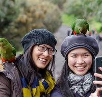 Small-Group Great Ocean Road and 12 Apostles Full-Day Tour from Melbourne