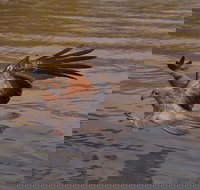 Litchfield and Jumping Crocodiles Full Day Trip from Darwin - Mackay Tourism