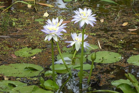 Yellow Water Cruise - Kakadu - Mackay Tourism 0