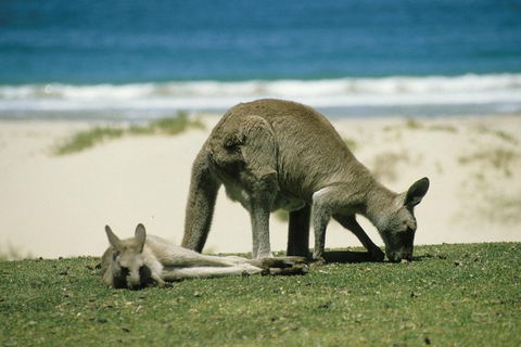 Great Ocean Road Highlights Tour - 2 Days, 1 Night - Mackay Tourism 2