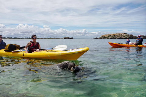 Seal Island And Penguin Island Or Point Peron Sea Kayak Tour - Mackay Tourism 0