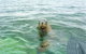Seal Island And Penguin Island Or Point Peron Sea Kayak Tour - thumb 1