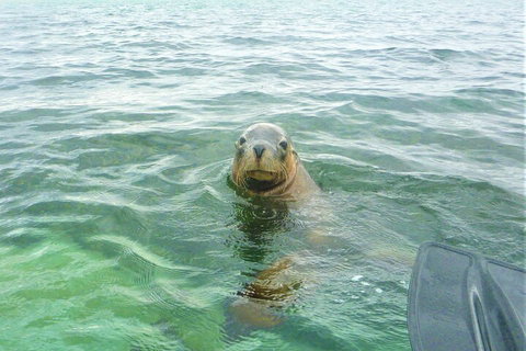 Seal Island And Penguin Island Or Point Peron Sea Kayak Tour - Mackay Tourism 1