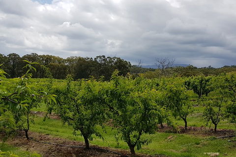 Yarra Valley Wineries And Rayners Orchard Tour From Melbourne - Mackay Tourism 4