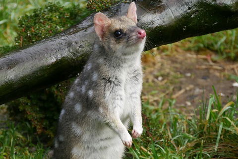 1-Hour Tasmanian Devil Feeding Day Tour At Cradle Mountain - Mackay Tourism 0