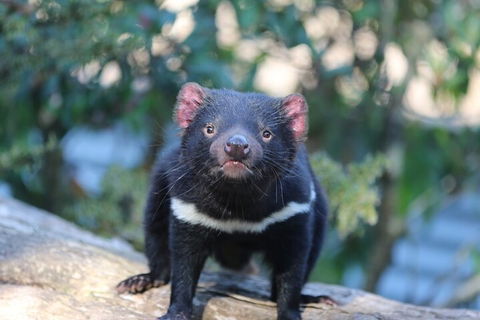 1-Hour Tasmanian Devil Feeding Day Tour At Cradle Mountain - Mackay Tourism 1