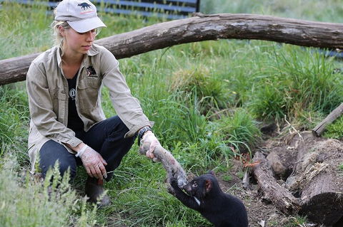1-Hour Tasmanian Devil Feeding Day Tour At Cradle Mountain - Mackay Tourism 2